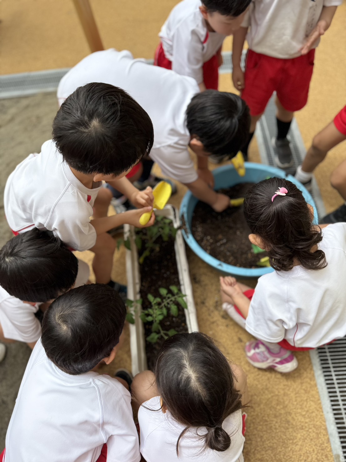 5月11日(月)投稿 5月8日(金)あさがおの種とミニトマトの苗を植えました